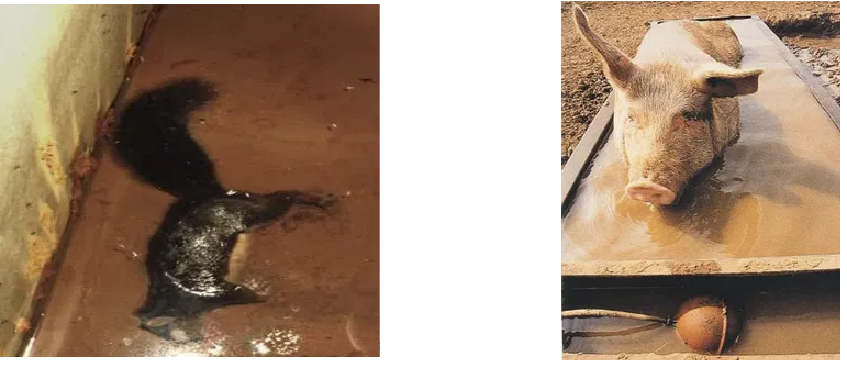 Backflow Prevention